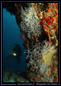 Diving the Maldives... ;O) by Michel Lonfat 